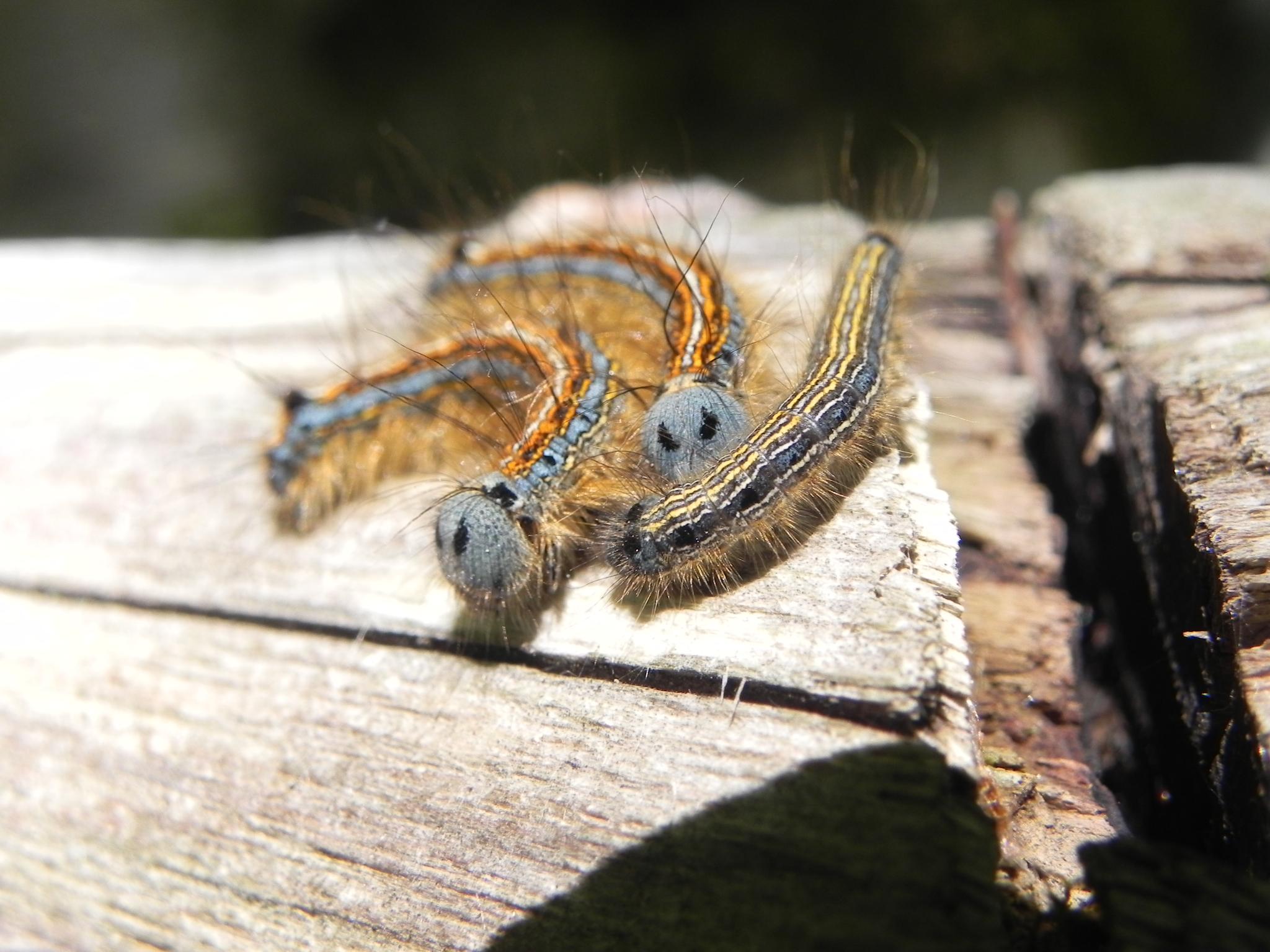 identificazione bruchi